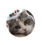 猫のひめちゃん/スコティッシュフォールド（個別スタンプ：5）