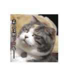 猫のひめちゃん/スコティッシュフォールド（個別スタンプ：6）