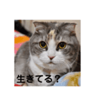 猫のひめちゃん/スコティッシュフォールド（個別スタンプ：7）