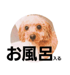 きみの家族たち（個別スタンプ：19）
