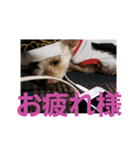 きみの家族たち（個別スタンプ：37）