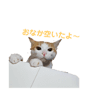 黒崎ぬこ（個別スタンプ：3）