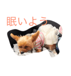 モモタロースタンプ（個別スタンプ：1）