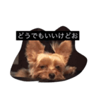モモタロースタンプ（個別スタンプ：4）