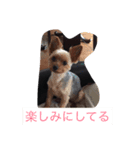 モモタロースタンプ（個別スタンプ：5）