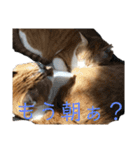茶トラネコたち～日常編（個別スタンプ：2）