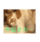 茶トラネコたち～日常編（個別スタンプ：3）