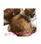 茶トラネコたち～日常編（個別スタンプ：4）
