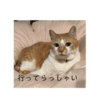 茶トラネコたち～日常編（個別スタンプ：6）