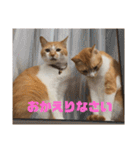 茶トラネコたち～日常編（個別スタンプ：7）