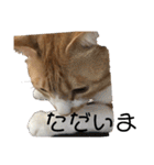 茶トラネコたち～日常編（個別スタンプ：8）