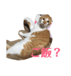 茶トラネコたち～日常編（個別スタンプ：9）