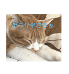 茶トラネコたち～日常編（個別スタンプ：10）