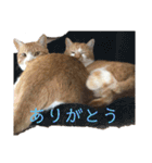 茶トラネコたち～日常編（個別スタンプ：12）