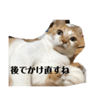 茶トラネコたち～日常編（個別スタンプ：20）