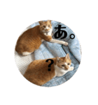 茶トラネコたち～日常編（個別スタンプ：22）