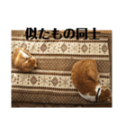 茶トラネコたち～日常編（個別スタンプ：26）
