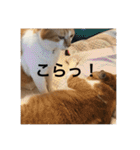 茶トラネコたち～日常編（個別スタンプ：28）