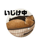 茶トラネコたち～日常編（個別スタンプ：29）