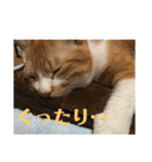 茶トラネコたち～日常編（個別スタンプ：30）