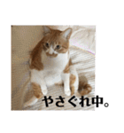 茶トラネコたち～日常編（個別スタンプ：31）