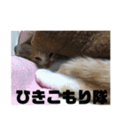 茶トラネコたち～日常編（個別スタンプ：33）