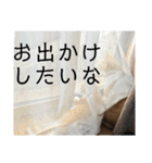 茶トラネコたち～日常編（個別スタンプ：37）