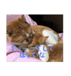 茶トラネコたち～日常編（個別スタンプ：38）