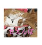 茶トラネコたち～日常編（個別スタンプ：39）