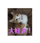 茶トラネコたち～日常編（個別スタンプ：40）