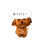 わんこの挨拶（個別スタンプ：1）