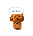 わんこの挨拶（個別スタンプ：2）
