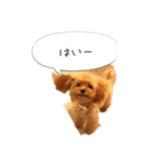 わんこの挨拶（個別スタンプ：3）