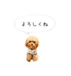 わんこの挨拶（個別スタンプ：8）