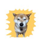 柴犬でーるくん2（個別スタンプ：1）
