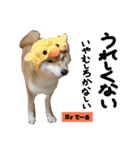 柴犬でーるくん2（個別スタンプ：2）