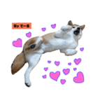 柴犬でーるくん2（個別スタンプ：3）