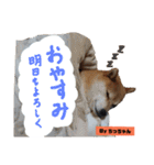 柴犬でーるくん2（個別スタンプ：4）