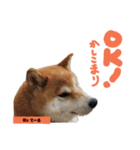 柴犬でーるくん2（個別スタンプ：5）