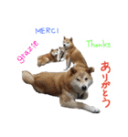 柴犬でーるくん2（個別スタンプ：7）