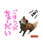 柴犬でーるくん2（個別スタンプ：9）