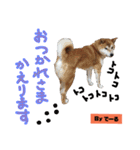 柴犬でーるくん2（個別スタンプ：10）