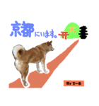 柴犬でーるくん2（個別スタンプ：11）