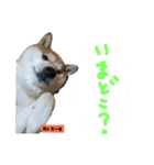 柴犬でーるくん2（個別スタンプ：12）