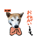 柴犬でーるくん2（個別スタンプ：17）