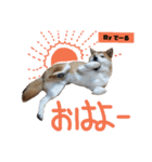 柴犬でーるくん2（個別スタンプ：18）