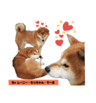 柴犬でーるくん2（個別スタンプ：19）