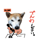 柴犬でーるくん2（個別スタンプ：20）