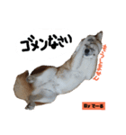 柴犬でーるくん2（個別スタンプ：22）