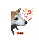 柴犬でーるくん2（個別スタンプ：23）